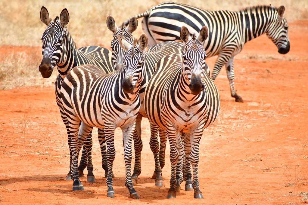 Tsavo East National Park